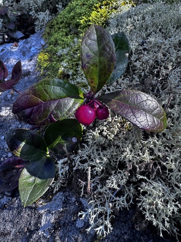 Eastern Teaberry