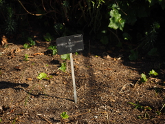 Geranium wallichianum