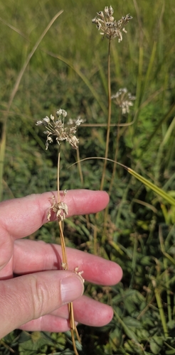 Allium angulosum, photograph 2