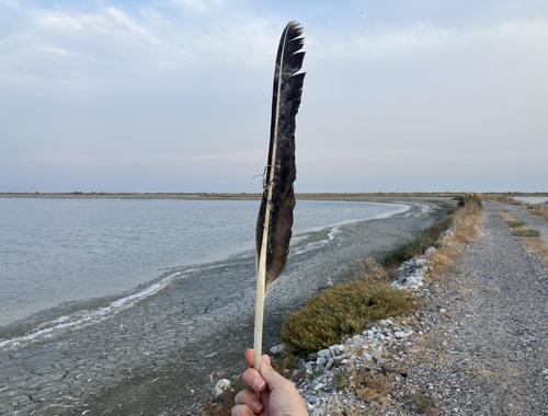 Plume de Pélican blanc