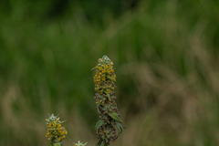 (c) Juliana, some rights reserved (CC BY) Buddleja stachyoides, photograph (c) Juliana, some rights reserved (CC BY)