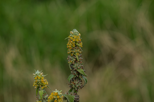 Buddleja stachyoides, photograph 1
