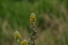 (c) Juliana, some rights reserved (CC BY) Buddleja stachyoides, photograph (c) Juliana, some rights reserved (CC BY)