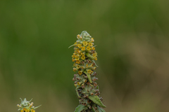 Buddleja stachyoides