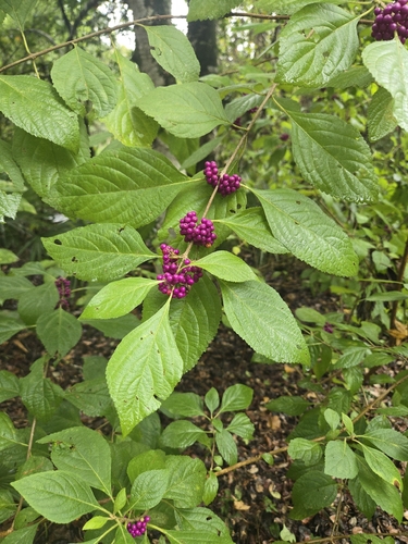 American beautyberry