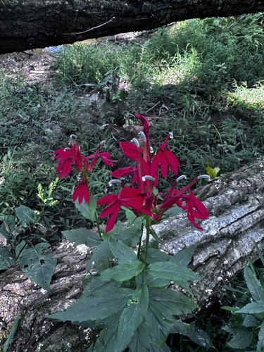 cardinal flower
