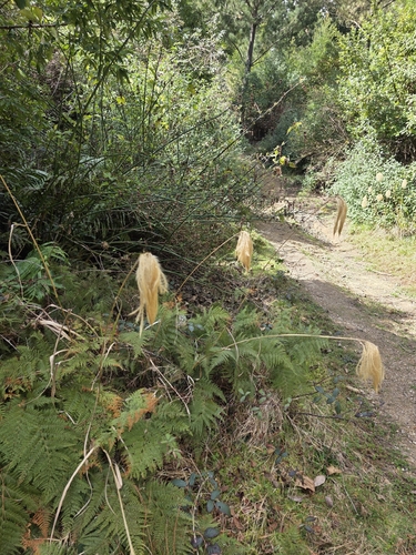 Miscanthus nepalensis, photograph 2