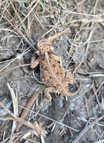 Texas Horned Lizard