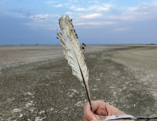 Plume de Spatule blanche