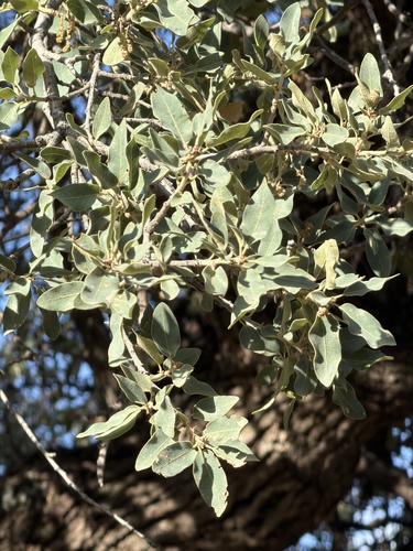 Quercus grisea, photograph 5
