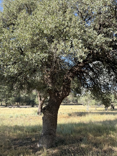 Quercus grisea, photograph 6