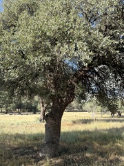 Quercus grisea, photograph (c) Rosario Douglas, some rights reserved (CC BY)