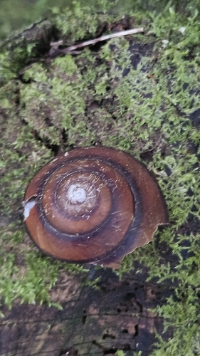 Helix richmondiana, 2026-09-02