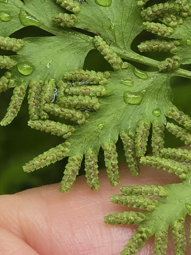 Japanese climbing fern