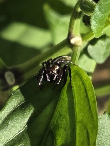 Colonus puerperus