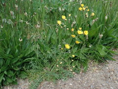 Crepis vesicaria taraxacifolia