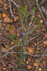 Hovea pungens, photograph (c) Carmon, some rights reserved (CC BY-SA)