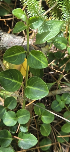 partridgeberry