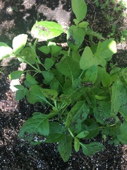 Ruellia drummondiana