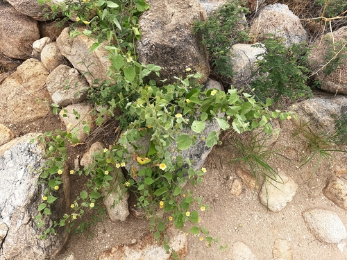 Herissantia crispa, photograph 1