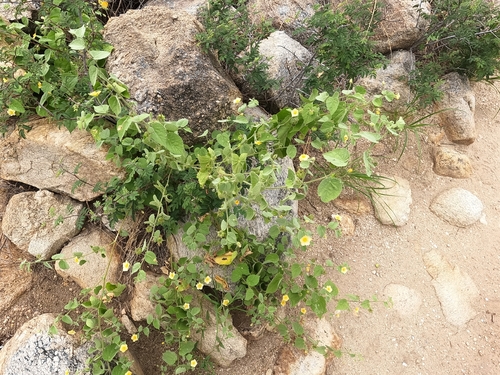 Herissantia crispa, photograph 2