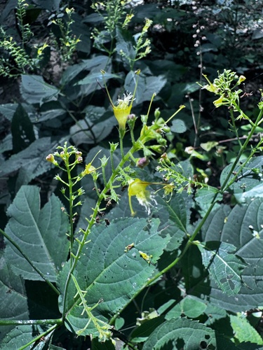 citronella horse balm