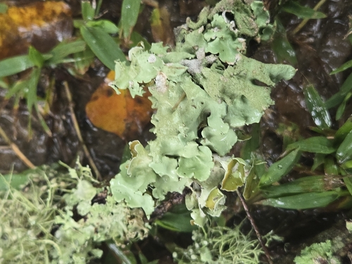 Old Gray Ruffles