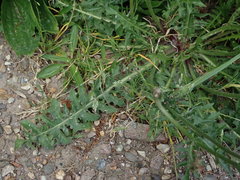 Crepis vesicaria taraxacifolia