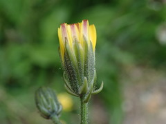 Crepis vesicaria taraxacifolia