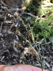 Fimbristylis castanea