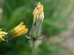 Crepis vesicaria taraxacifolia