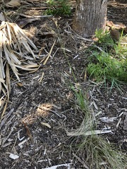 Fimbristylis castanea