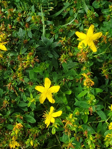 Common St. John's Wort