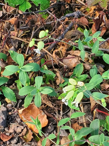 bladder campion