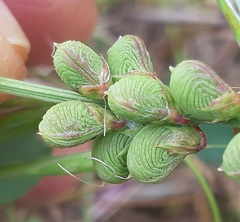 Melilotus segetalis