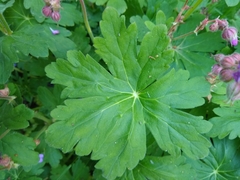 Geranium macrorrhizum