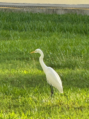 iNaturalist image
