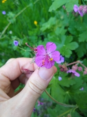Geranium macrorrhizum