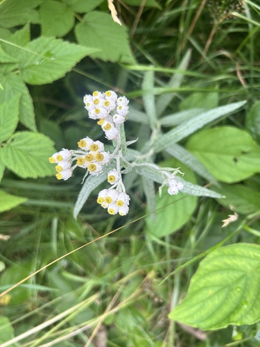 pearly everlasting
