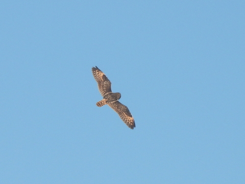 Asio flammeus observed 2026-08-22
