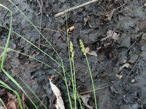 Carex arcta observed 2026-08-27