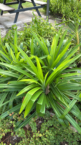 Pandanus amaryllifolius observed 2026-08-26
