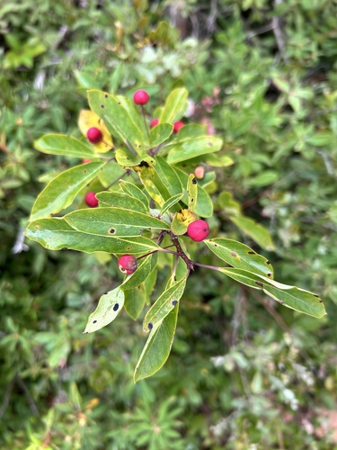 Mountain holly