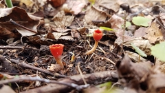 Microstoma protractum