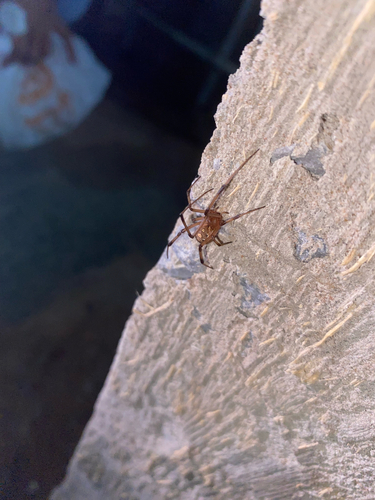 Brown Widow