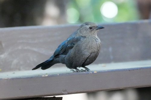 iNaturalist observation photo of Brewer's Blackbird