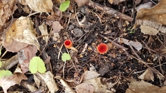 Microstoma protractum