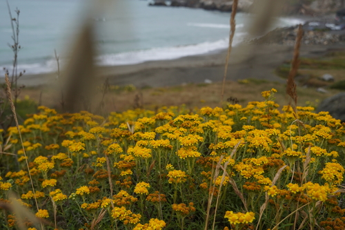 seaside woolly sunflower