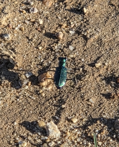 Punctured Tiger Beetle