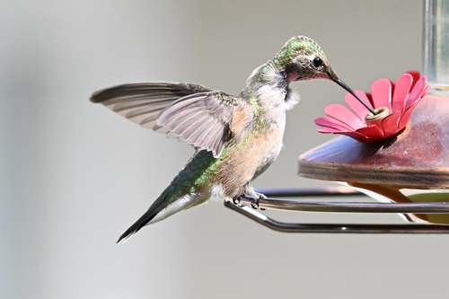 Broad-tailed Hummingbird